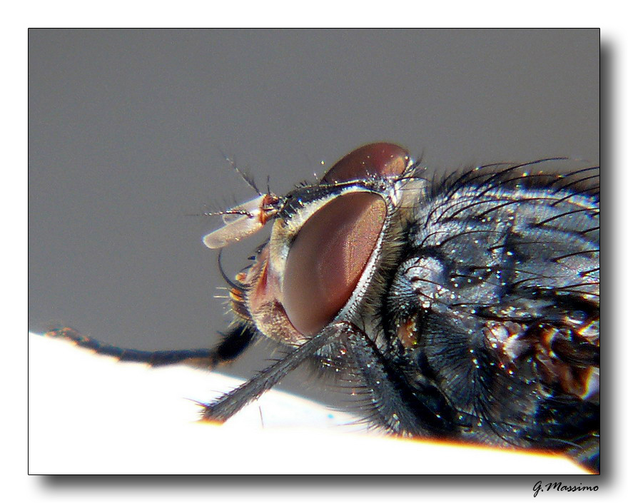 mosca
