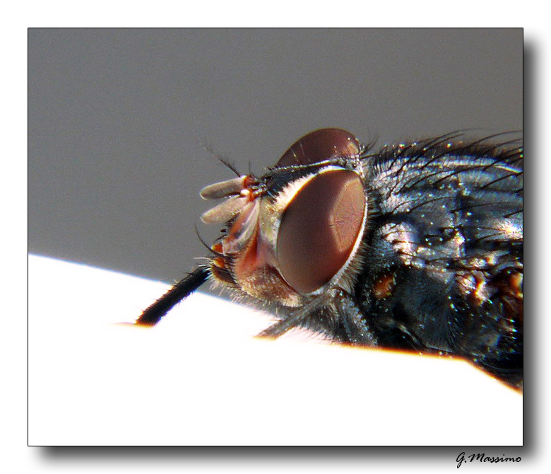 mosca 2