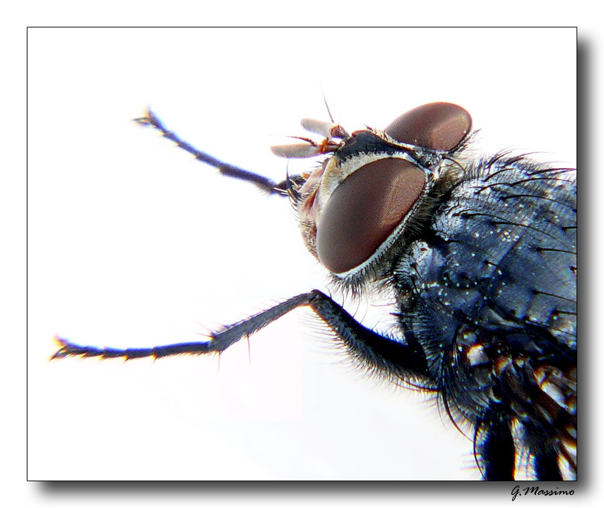 mosca 3