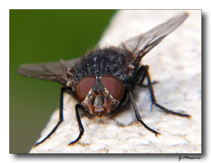 mosca 4