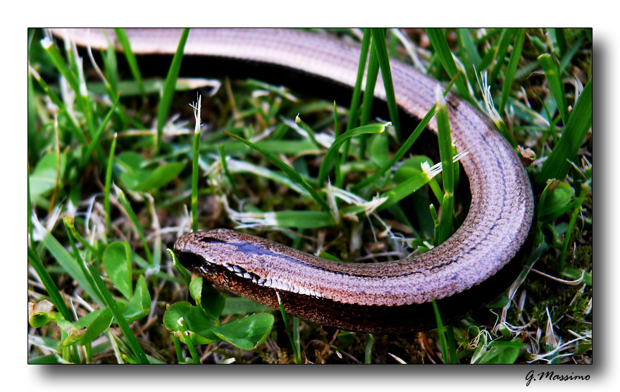 serpentello