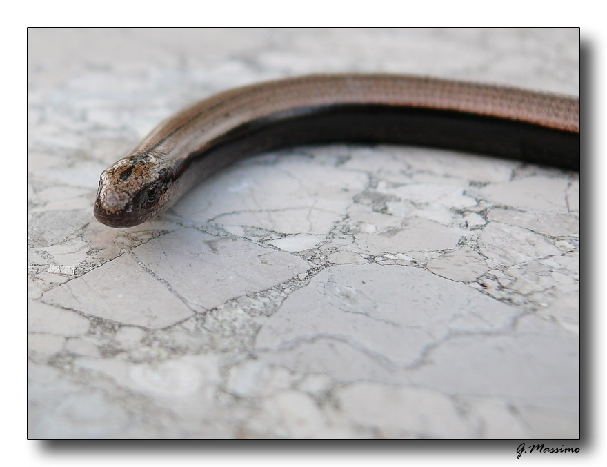 serpentello 2