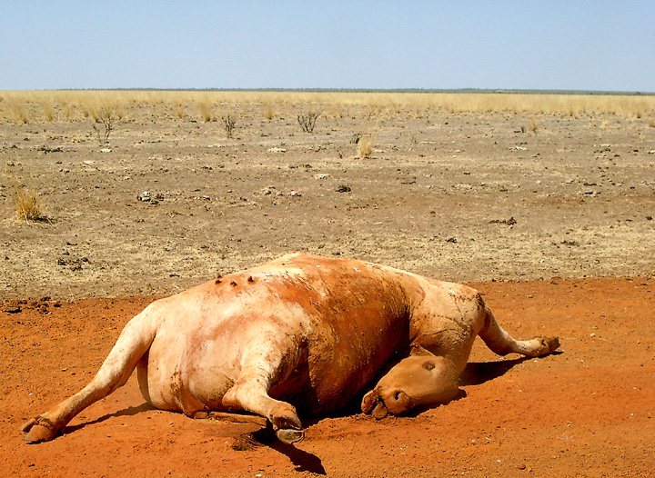 Duncan Road Views dead cow NT
