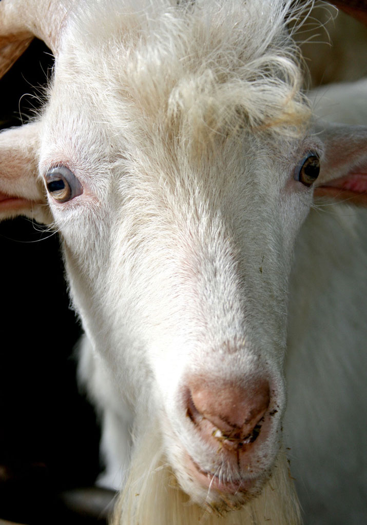 Animal Heart