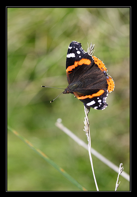 Vanessa atalanta