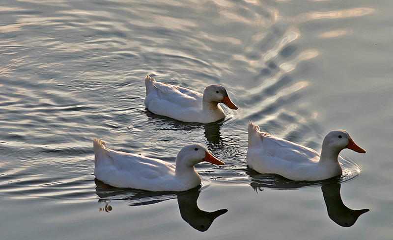 Tre comari.