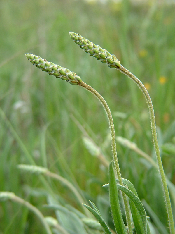 gemelli