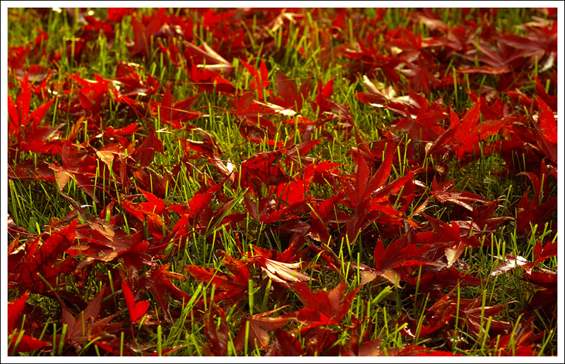 rosso su verde