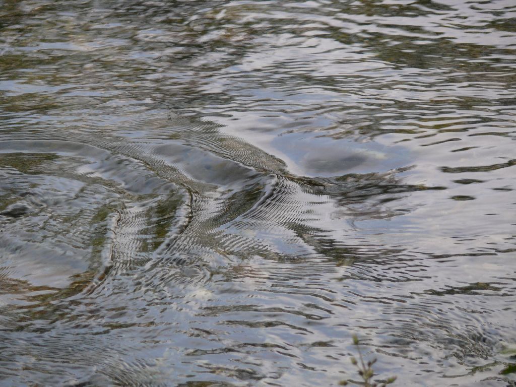 fiume calore