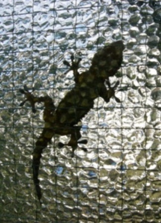 geko