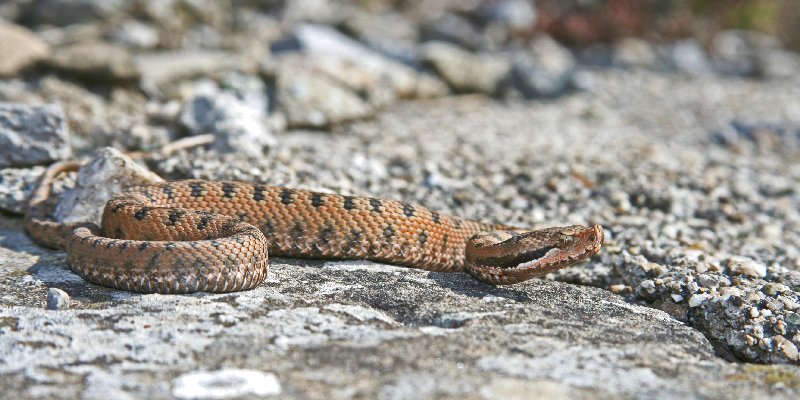 Vipera