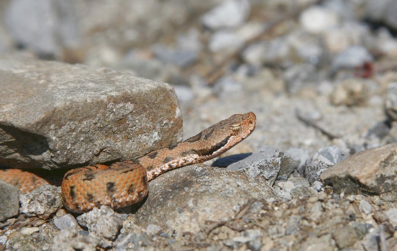 Vipera