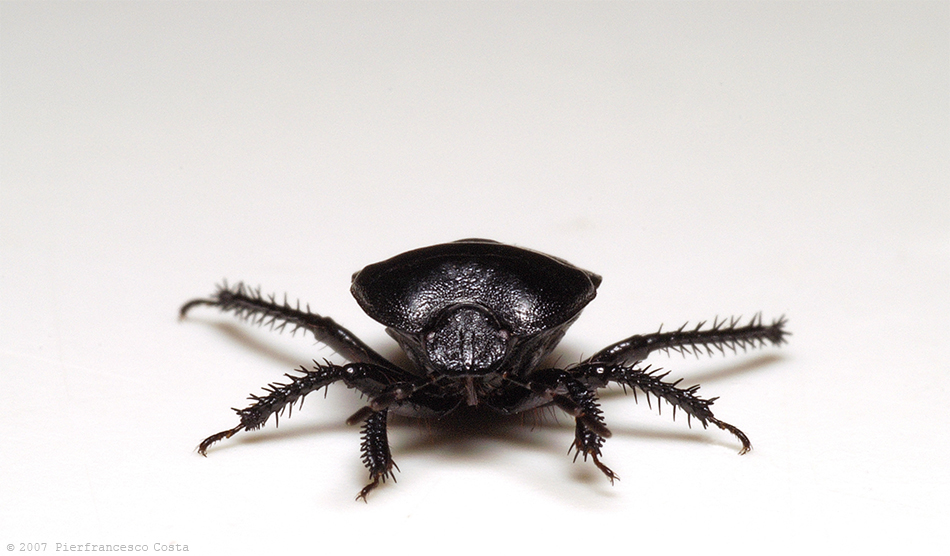 Sehirus  morio