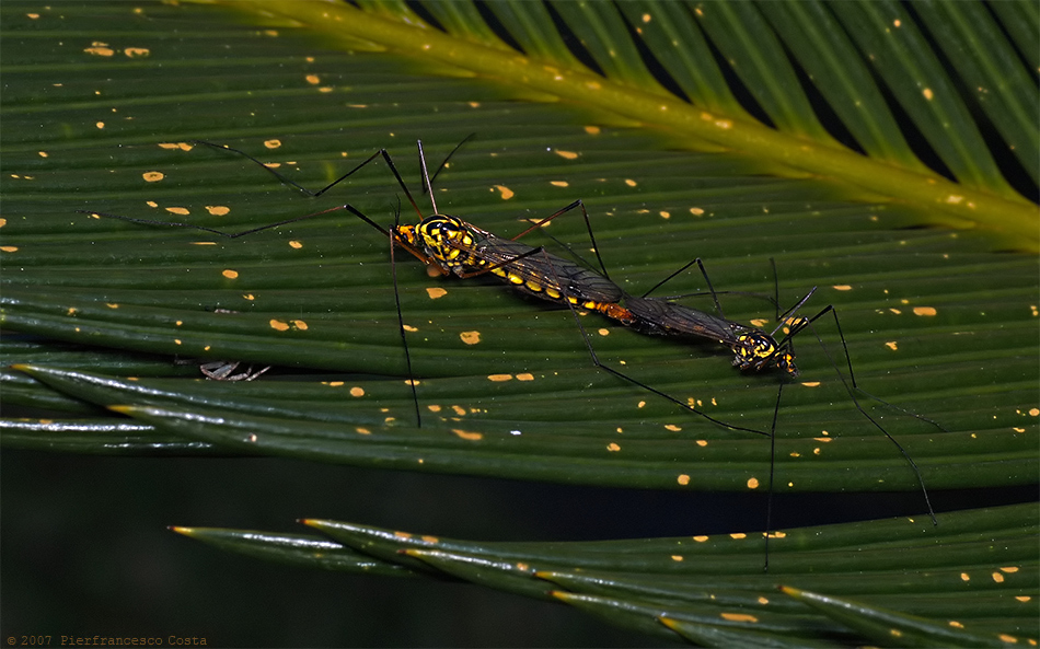 Nephrotoma sp.