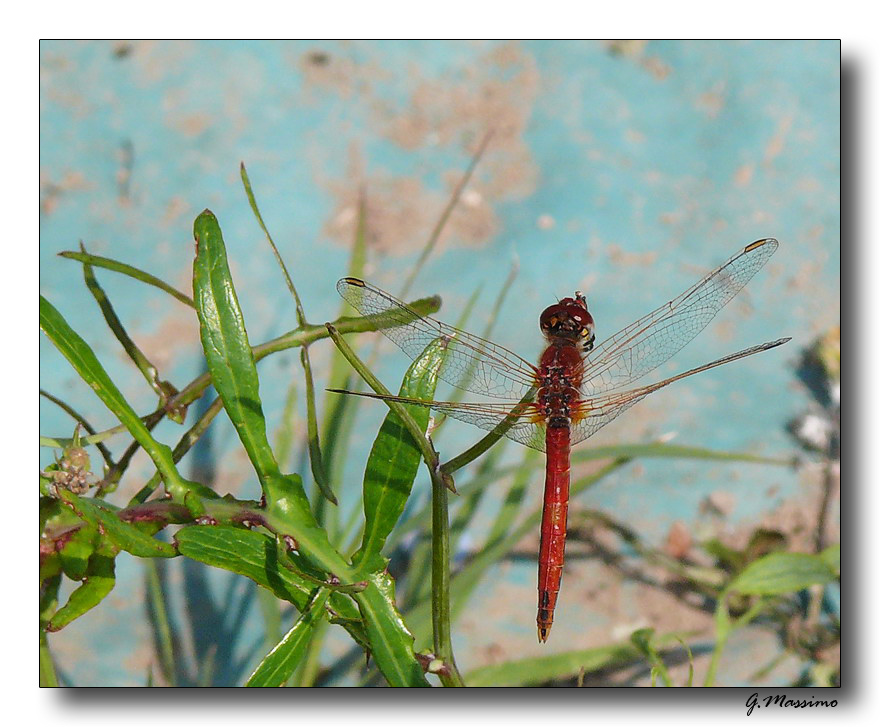 red dragonfly 2