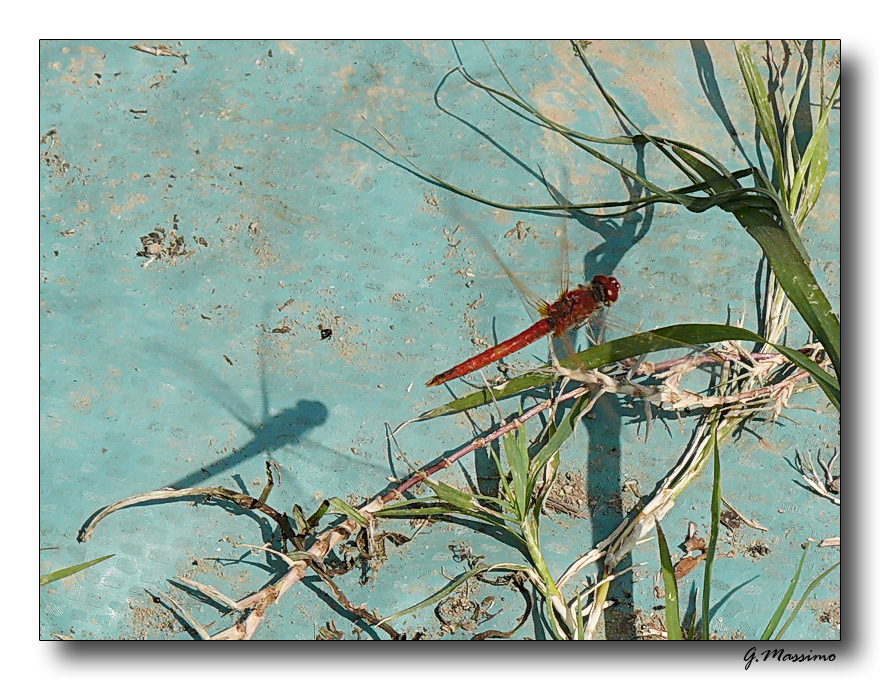 red dragonfly 4