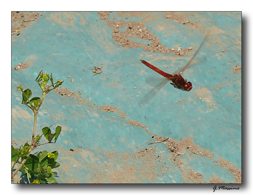 red dragonfly 6