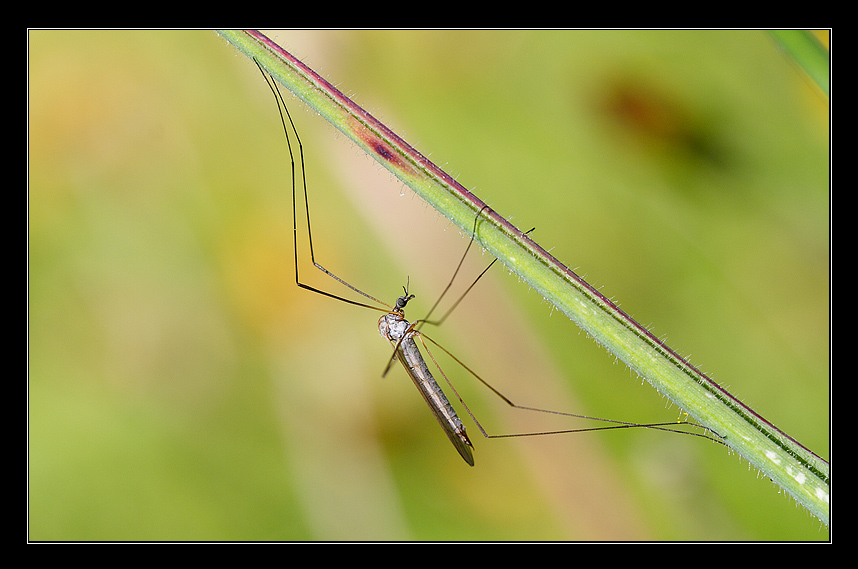 Mia tipula