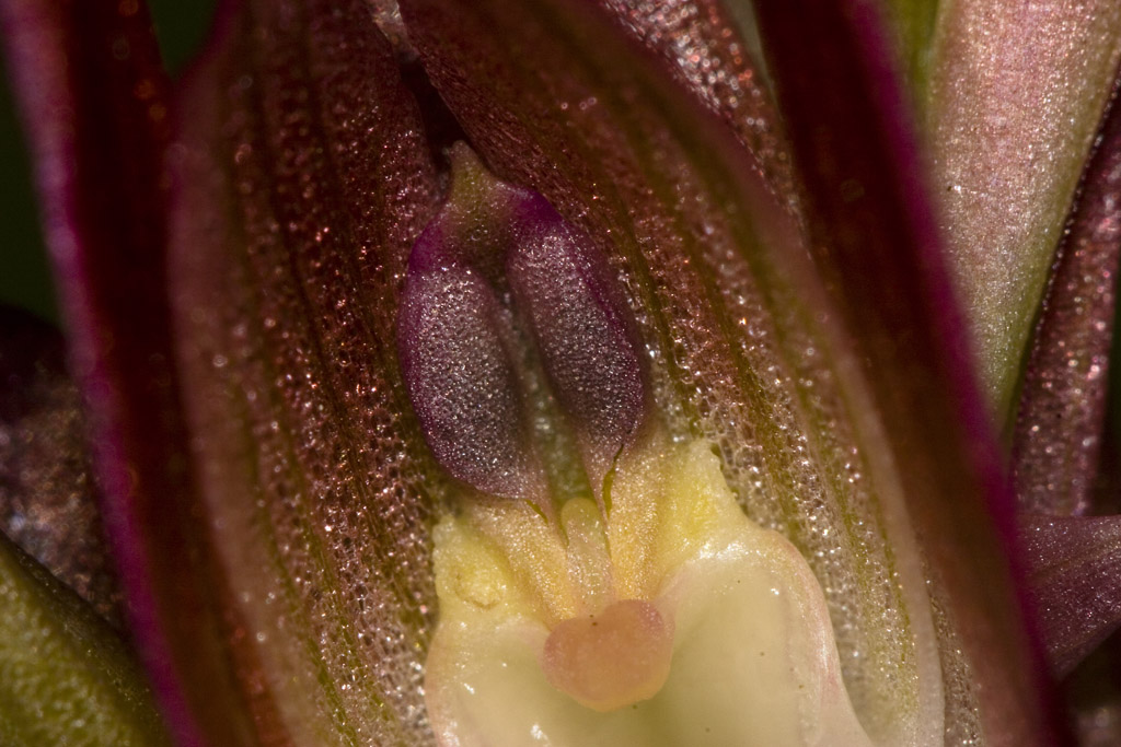 Orchis papilionacea (particolare)