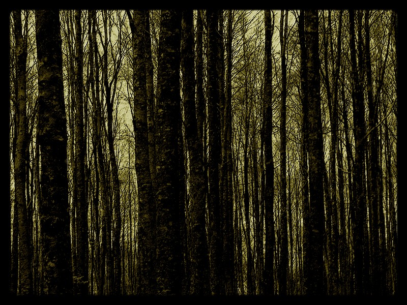 The Blair Witch Project 3