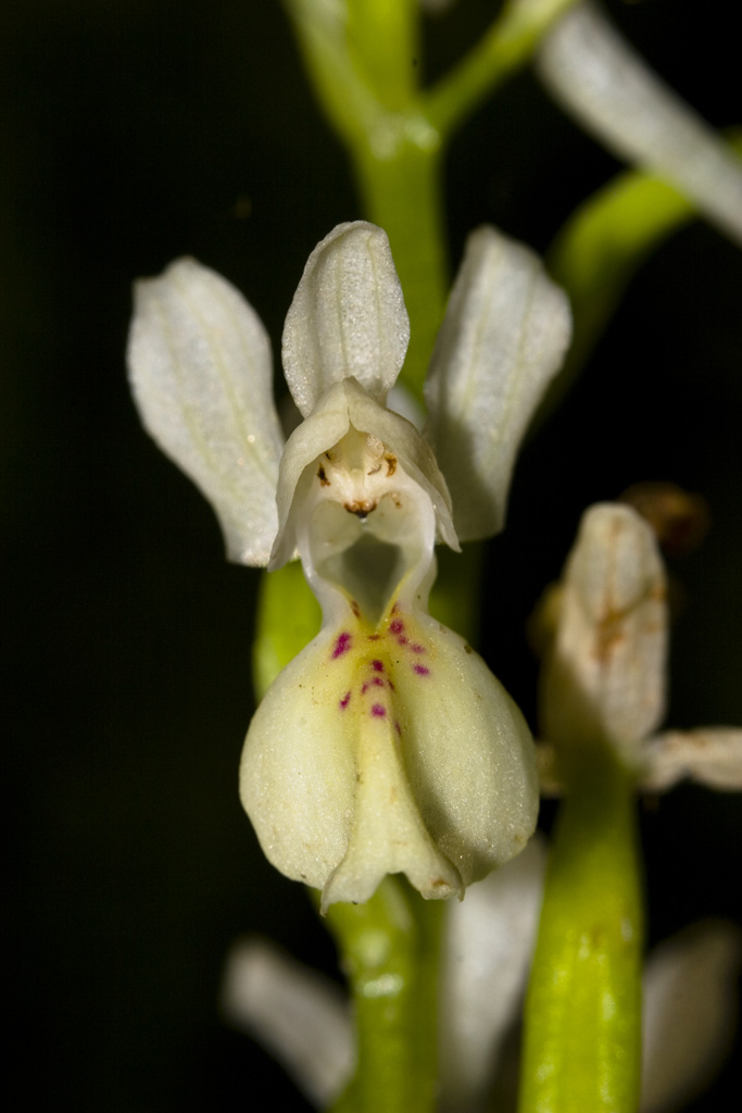 Orchis provincialis