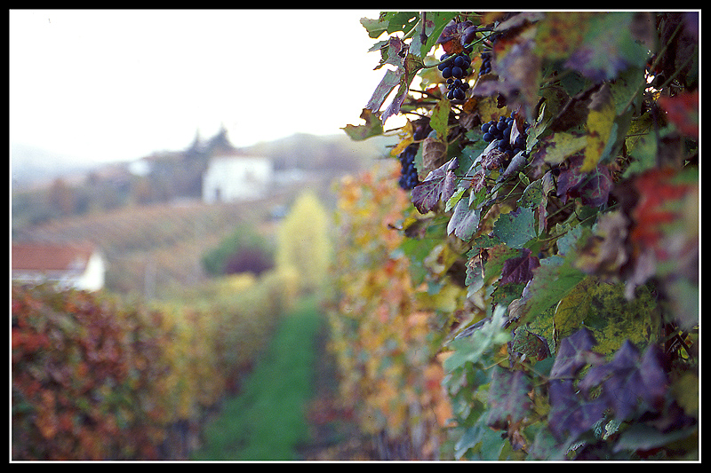 Vigna