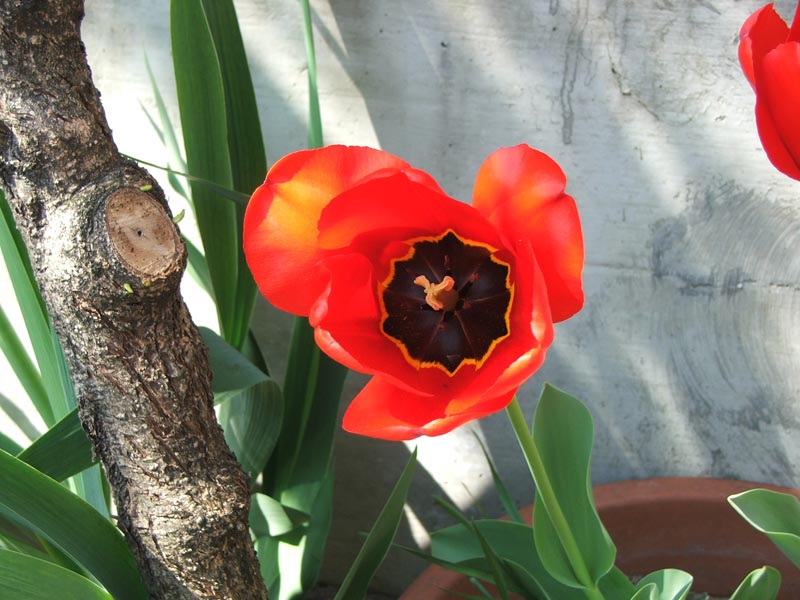 fiore