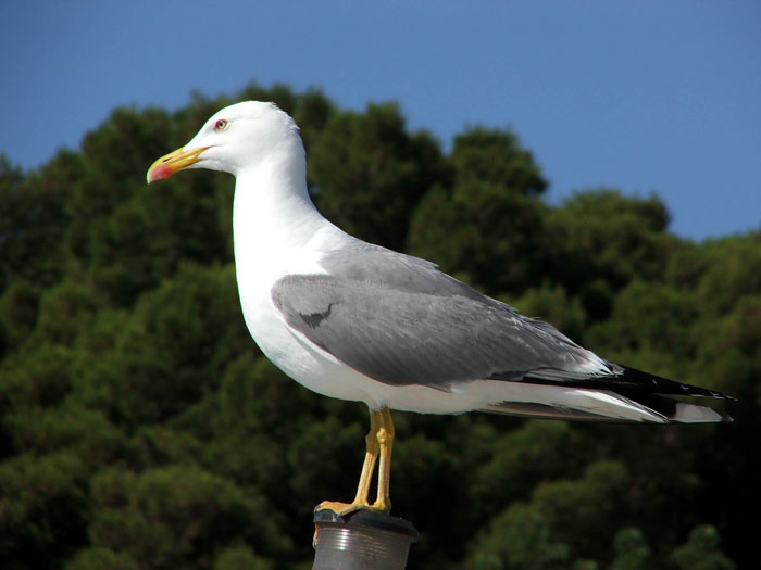 Gabbiano Sardo