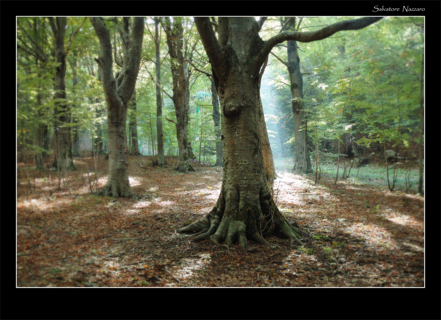 Il bosco