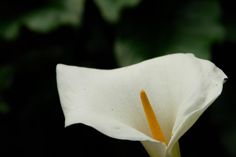 Macro#4