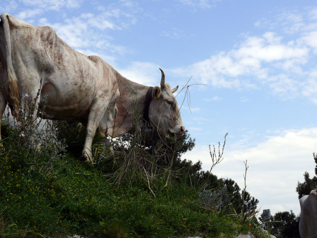 mucca!