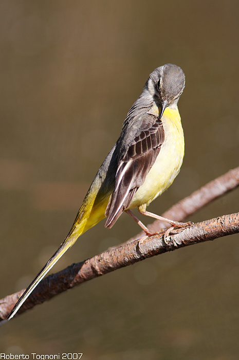 grey wagtail