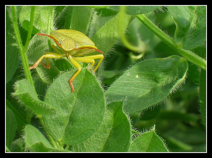 Cimice in avvicinamento!
