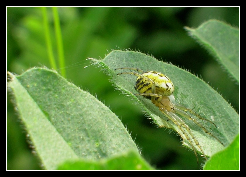 Ragnetto giallo