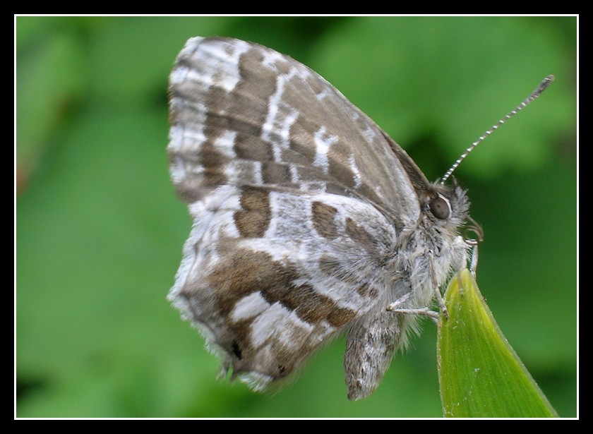 Eleganza