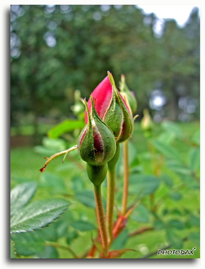 Bocciolo di rosa