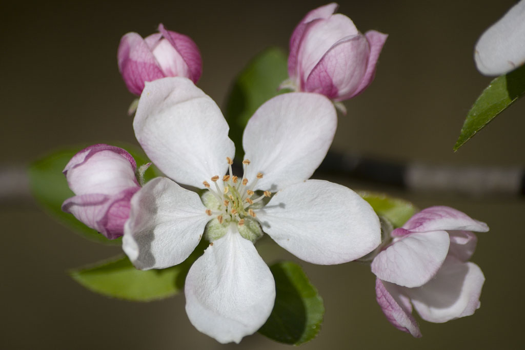 Fiori di...