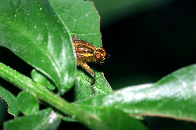 moschina2