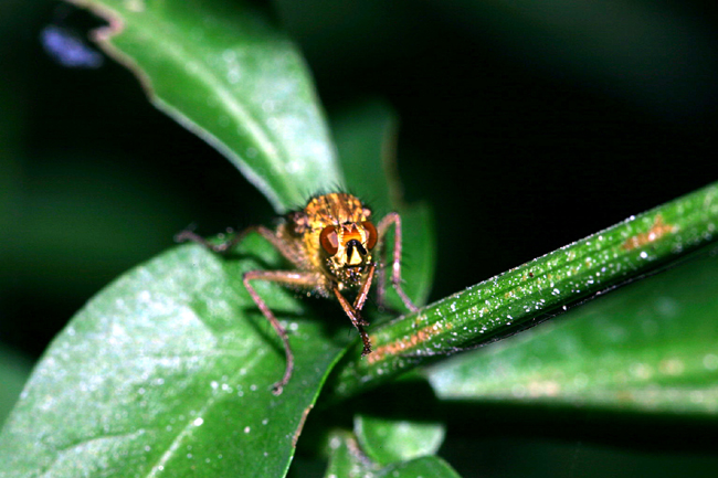moschina3