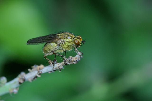moschina5