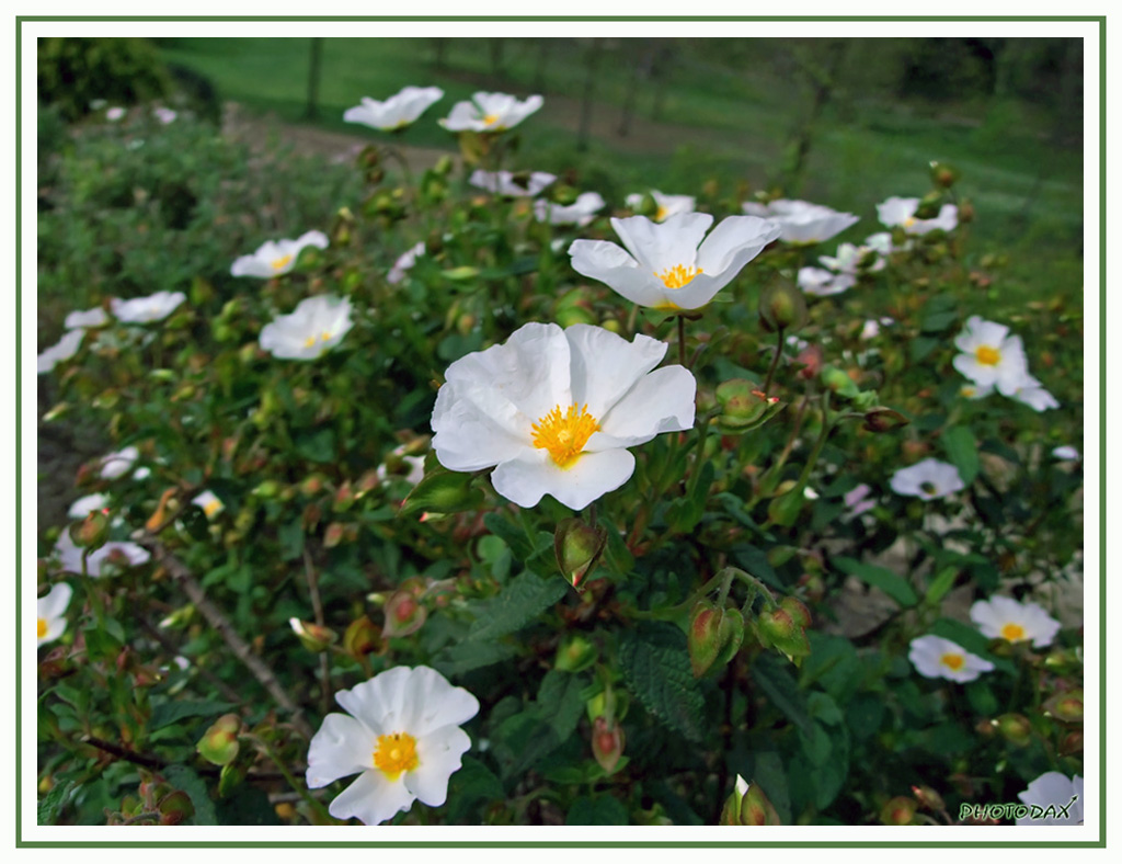 Gocce di fiori