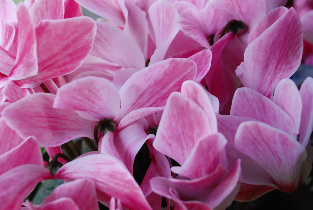 Ciclamini in fiore