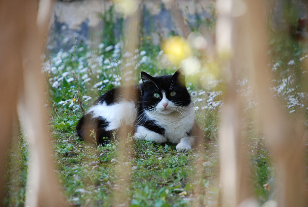 Felino