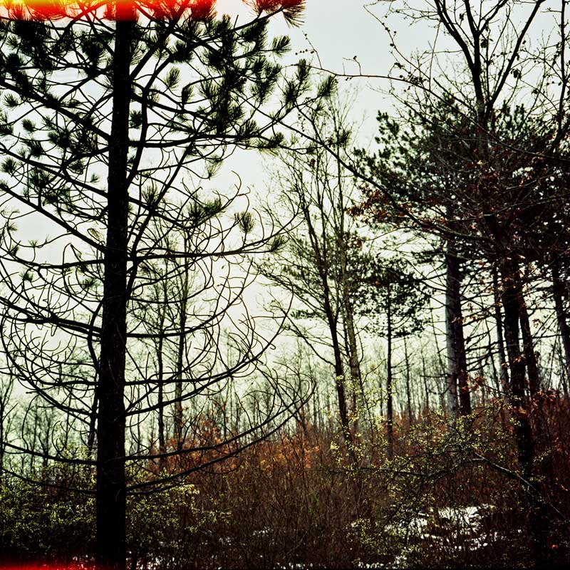Trees