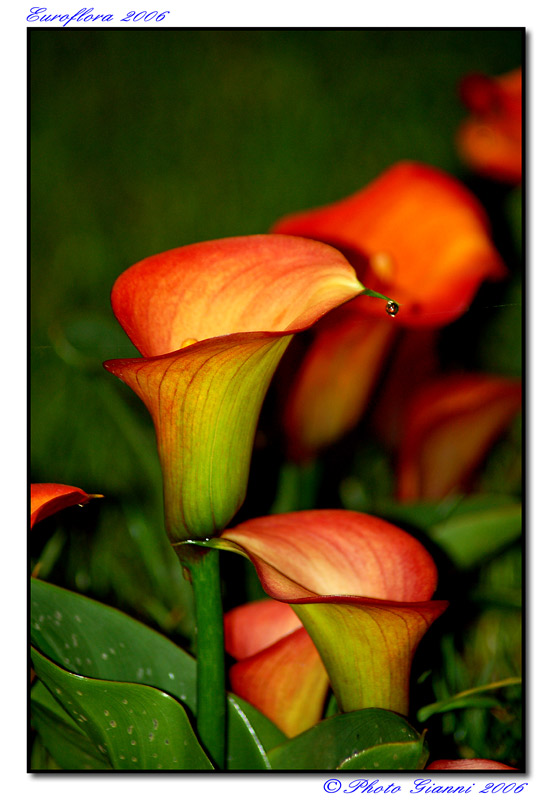 Euroflora 2006