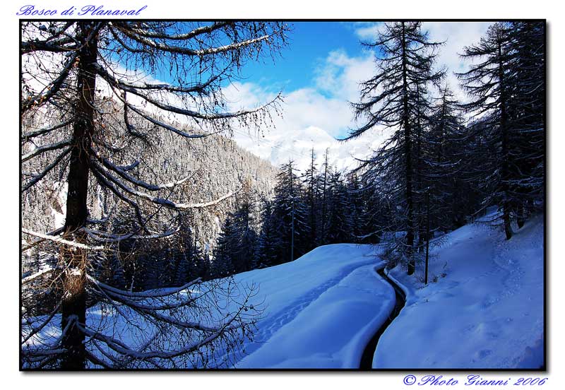 Bosco di Planaval