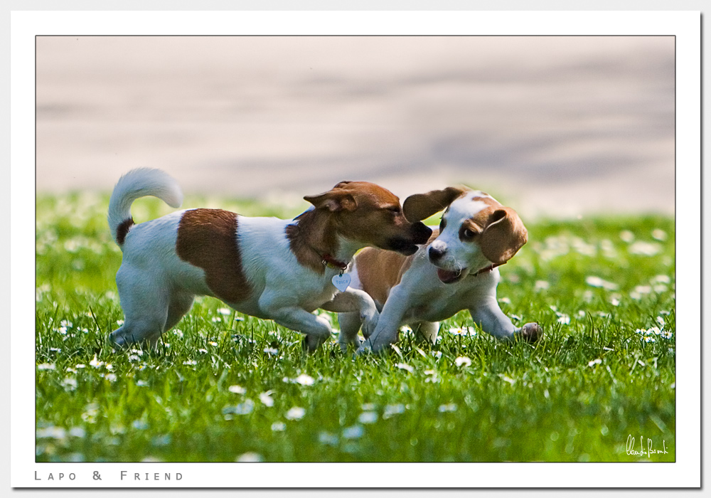 Lapo & Friend