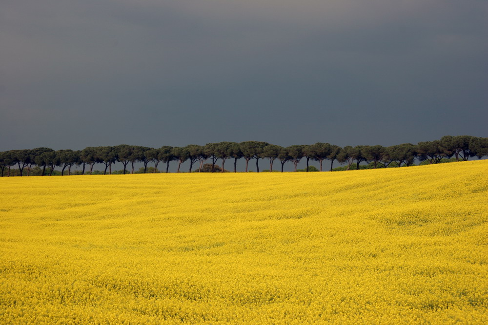 Campo Giallo
