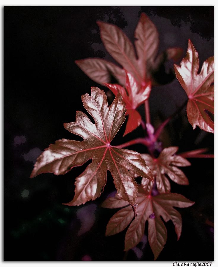 Rosso notturno.....sotto un lampione