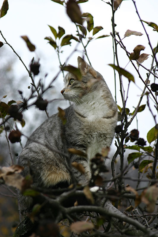 autunnale